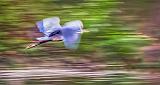 Heron In Flight_P1140851